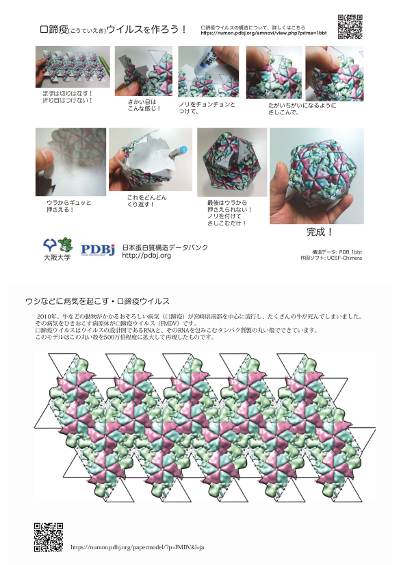 口蹄疫ウイルスのペーパーモデル