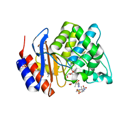 AU of 1g56 by Molmil