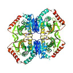 BU of 1ldb by Molmil