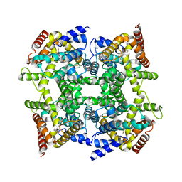 AU of 1oym by Molmil