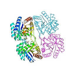 BU of 1pe1 by Molmil