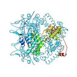 BU of 1pp1 by Molmil