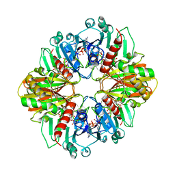 BU of 2dbv by Molmil