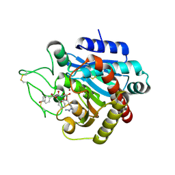 BU of 2pjc by Molmil