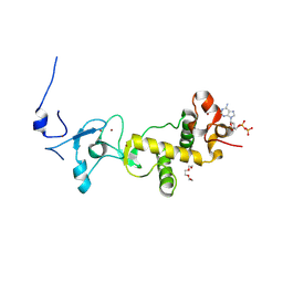 BU of 2xoc by Molmil