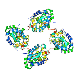 BU of 3zl9 by Molmil