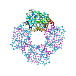 BU of 4ap9 by Molmil