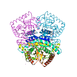 AU of 4bgt by Molmil