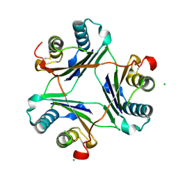 BU of 4gum by Molmil