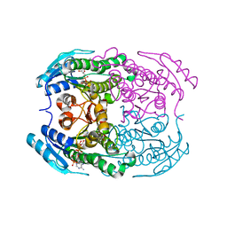 BU of 4hp8 by Molmil