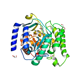 AU of 4ryh by Molmil