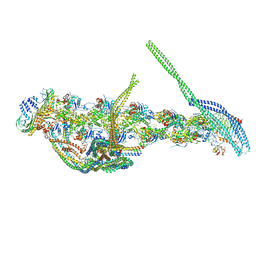 AU of 5aft by Molmil