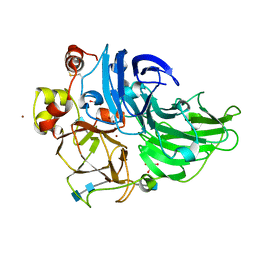 AU of 5dao by Molmil