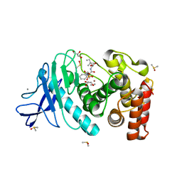 BU of 5dpf by Molmil