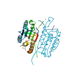 BU of 5ibp by Molmil