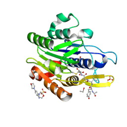 BU of 5lu8 by Molmil