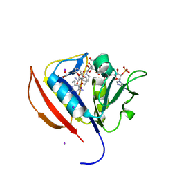 BU of 5scm by Molmil