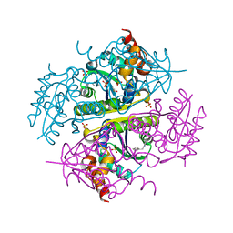 BU of 6ccl by Molmil