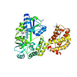 BU of 6dm8 by Molmil