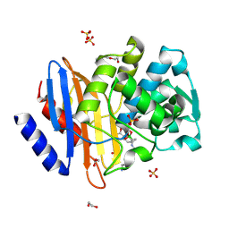 BU of 6sp6 by Molmil