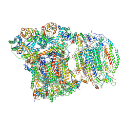 BU of 6ymx by Molmil