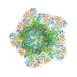 BU of 7yed by Molmil