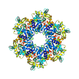 BU of 8apl by Molmil
