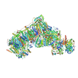 BU of 8ca5 by Molmil