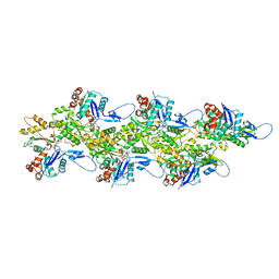 BU of 8ccn by Molmil