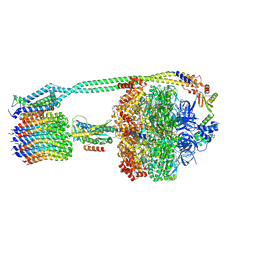 BU of 8dbp by Molmil