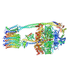 BU of 8dbs by Molmil