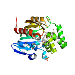 BU of 8dvc by Molmil