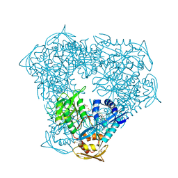 BU of 8f55 by Molmil