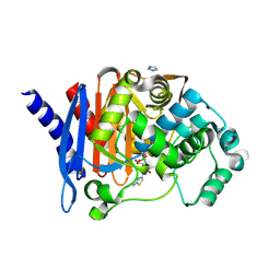 BU of 8sdr by Molmil